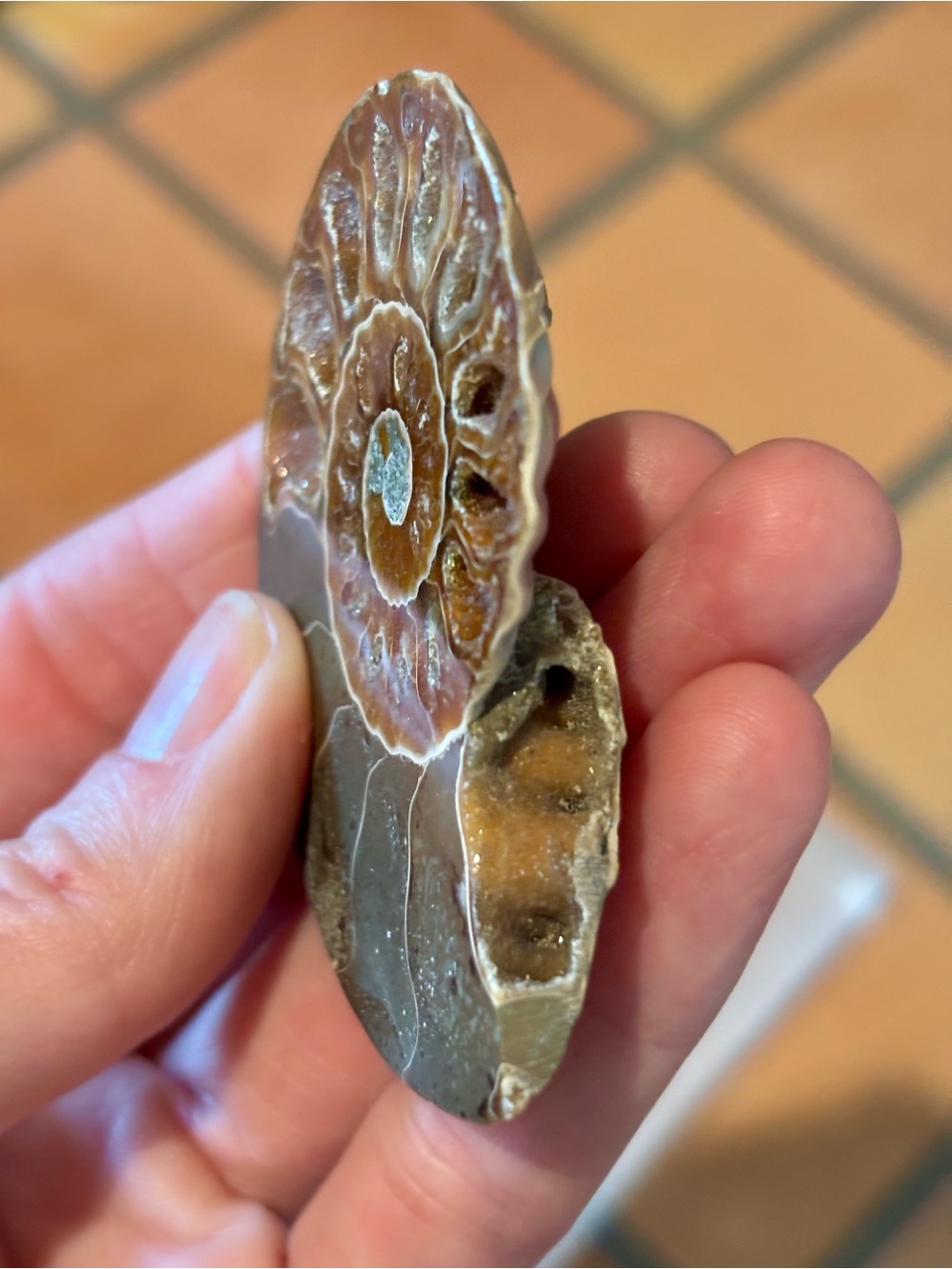 Ammonite Fossil Halves – Polished Interior with Iridescent Shell & Druzy Pockets - Picture 4 of 8